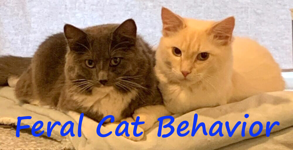 Feral Cat Behavior