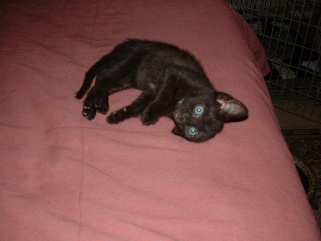 cutebug1