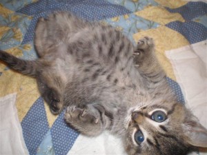 1tummy2