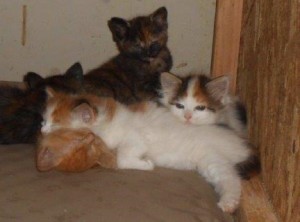 01pileofkitties