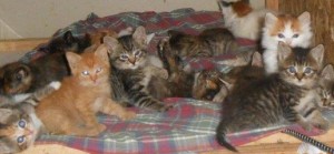 01tiredkitties