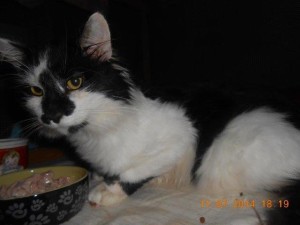 01earmitekitty