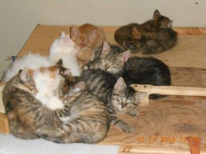 01rescues2014