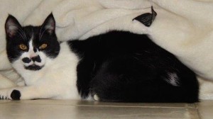 01adoptdarby4