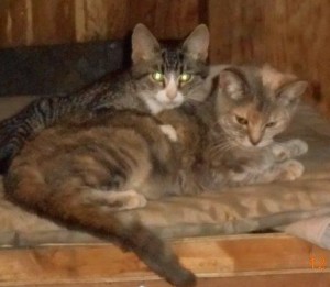 01jeffkitties