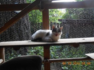 01boardingcats