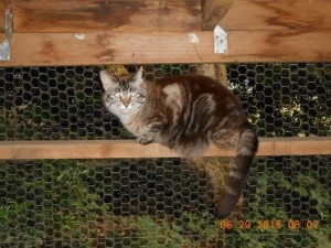 01boardingcats1