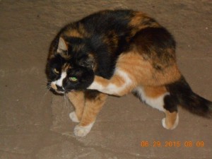 01boardingcats2