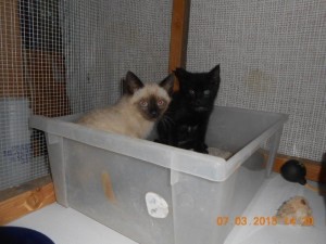 01mallardcreekkitties