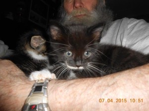 01motherlesskittens