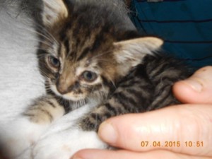 01motherlesskittens1
