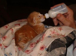 bottle baby
