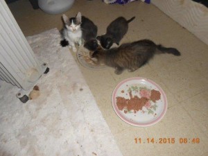01hoardkitties1