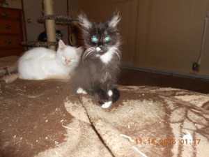 01hoardkitties10