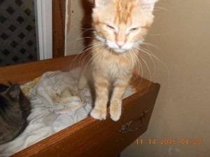 01hoardkitties3
