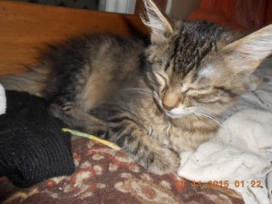 01hoardkitties4