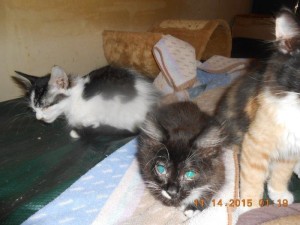 01hoardkitties5