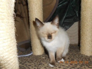 01hoardkitties6