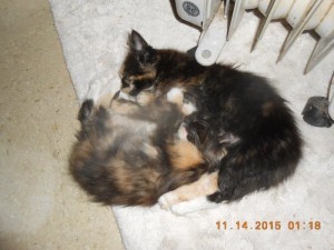 01hoardkitties7