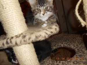 01hoardkitties8