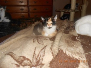 01hoardkitties9