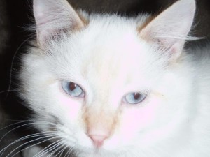 01nemoeyes
