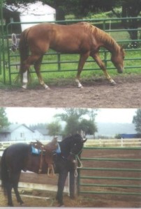 01horses