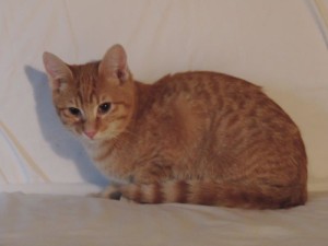 01linus