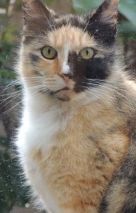 01calico