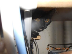 01turtlehiding