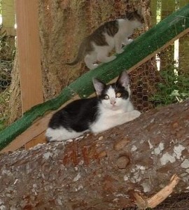 01kittenonlog
