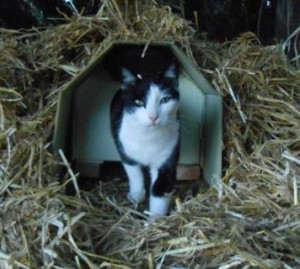 01mcgeecatbarn 002