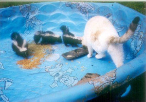 Skunks_with_cat