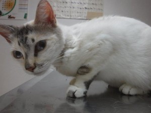 01savannatvet1