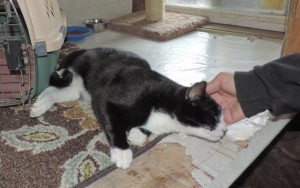 01brotherheadrub