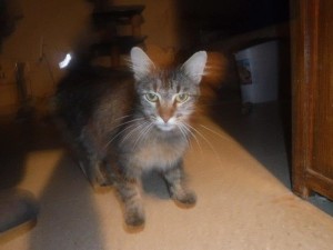 01gracie