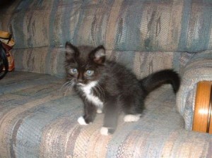 3kitten 001