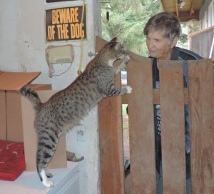 01bewareofcat