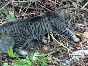 01purrfectcamo
