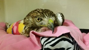 01redtailhawk