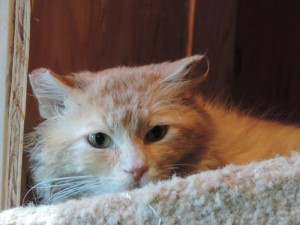 01fletcherkitty